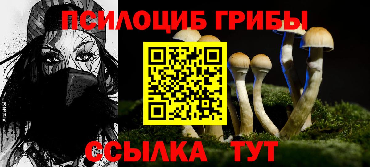 Псилоцибиновые грибы Psilocybe Тосно